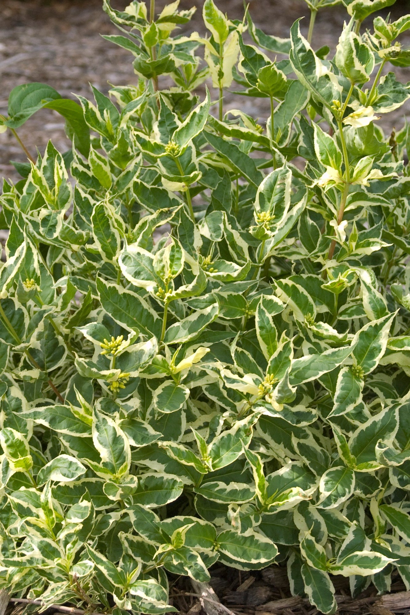 Diervilla sessilifolia 'Cool Splash' - Hardy Shrub with Variegated Foliage for Landscaping, Gardens & Borders | Drought-Tolerant Plant for Sunny Areas