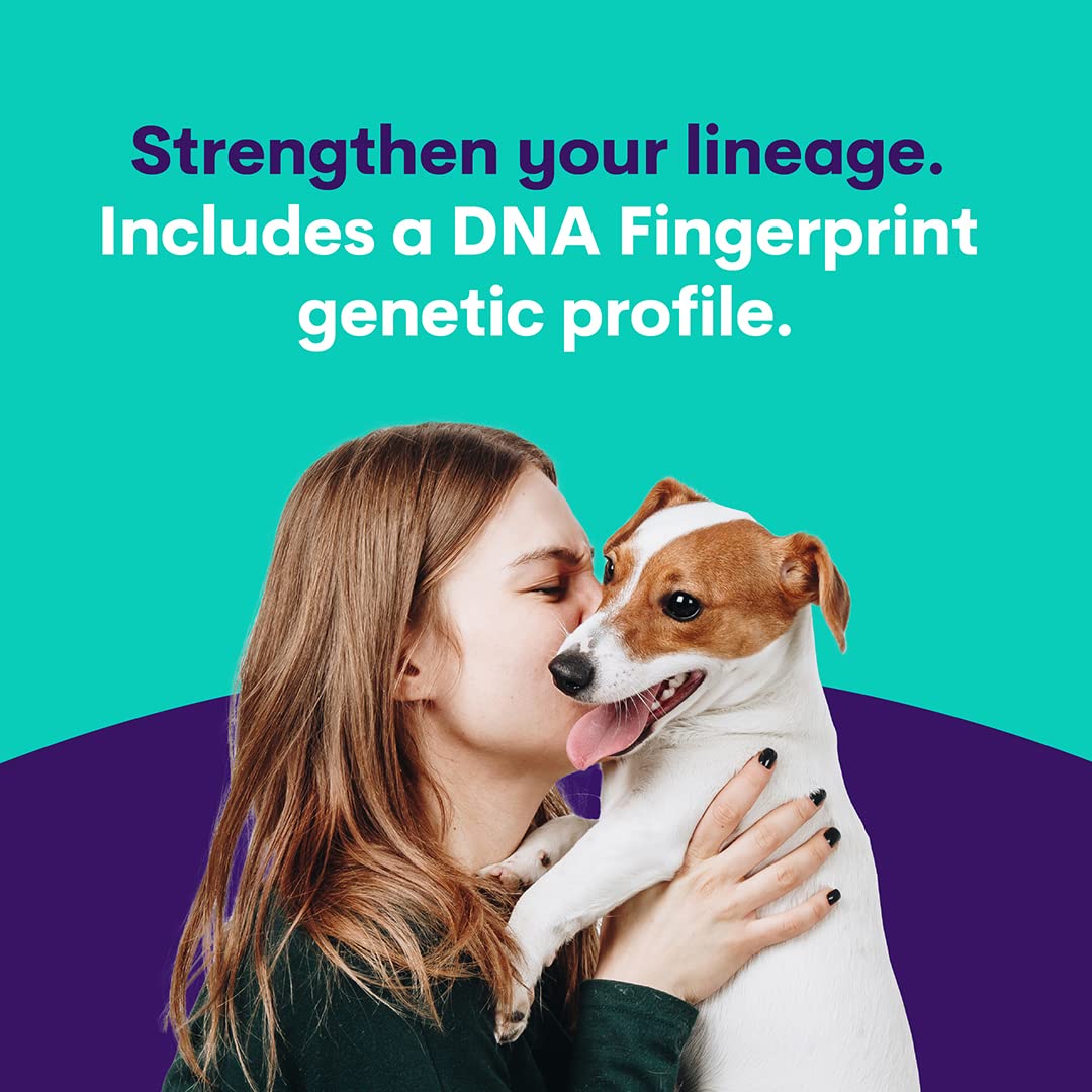 ORIVET Dog DNA Test Kit - Goldendoodle Full Breed Profile | Genetic Testing for 250+ Health Risks & Traits | At-Home Cheek Swab Kit with Wellness Plan | Perfect for Puppy Health Monitoring & Breed Identification