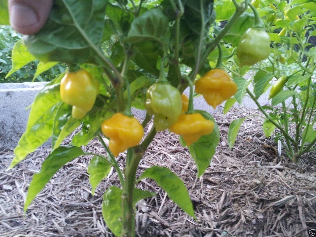 Heirloom Trinidad Perfume Pepper Seeds (100 Count) - Open Pollinated, Aromatic & Flavorful for Cooking, Sauces & Home Gardening
