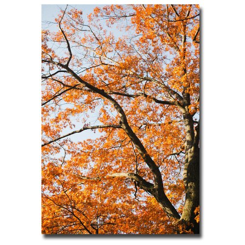 Ariane Moshayedi On Fire Canvas Art Print - 16x24 Inch Modern Wall Decor for Living Room, Bedroom & Office - Trademark ART Collection