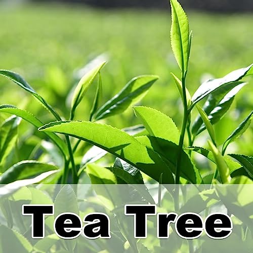 Tea Tree