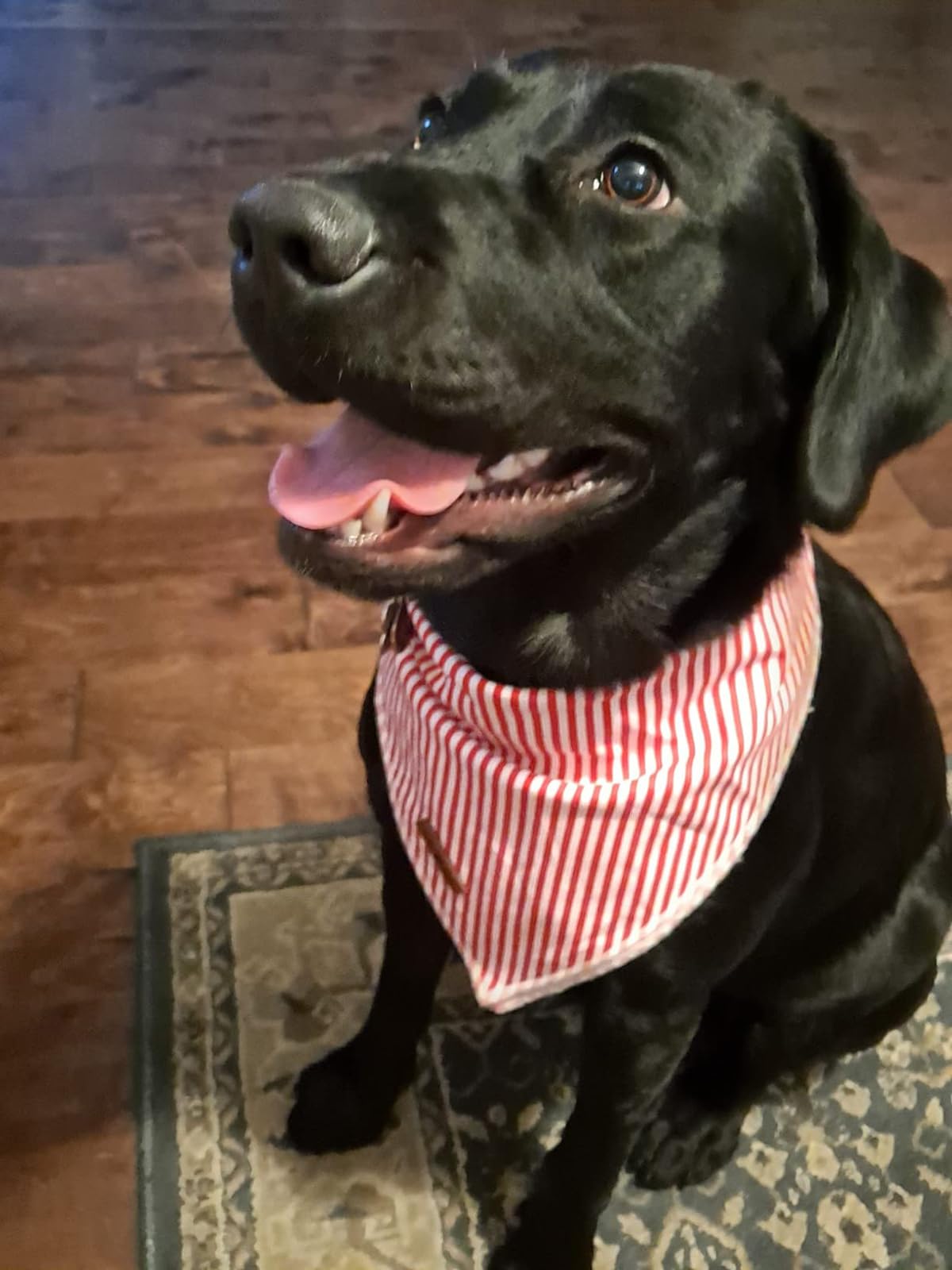 Lionet Paws Dog Bandana for Small Medium Large Dogs - Adjustable Pet Scarf for Cats & Dogs - Cute Triangle Kerchief Bib for Boy or Girl Pets - Perfect for Holidays, Birthdays & Outdoor Adventures