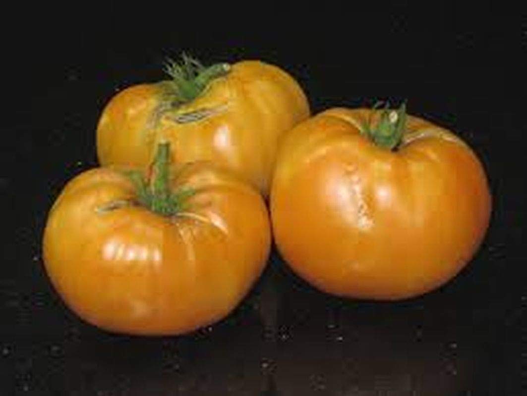 Premium Persimmon Fruit Seeds - Sweet & Flavorful (25 Seeds) for Home Garden, Organic Farming & Fresh Fruit Lovers