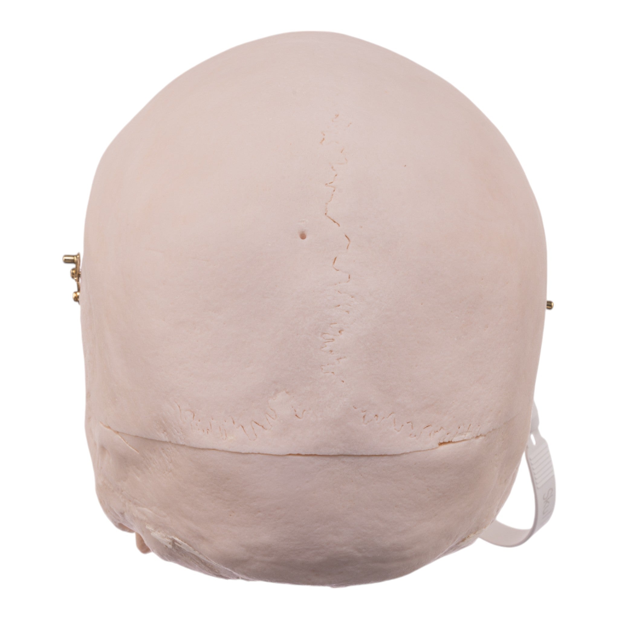 Premium Anatomical Human Skull Model - Realistic Medical & Educational Tool for Students, Doctors & Halloween Decor