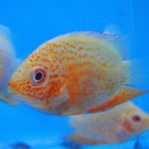 Premium Red Spot Severum Cichlid (Heros Efasciatus) - Vibrant Tropical Fish for Aquariums & Fish Tanks - Perfect for Community Tanks & Cichlid Enthusiasts