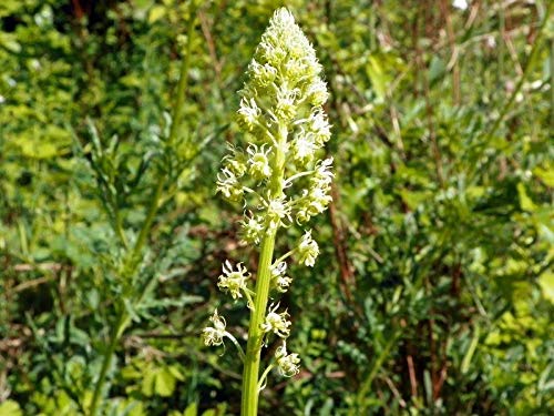 Sweet Mignonette Seeds - Fragrant Flowering Plant with Spiked Clusters of Beautiful Blooms (25 Seeds) for Gardens, Bouquets & Landscaping