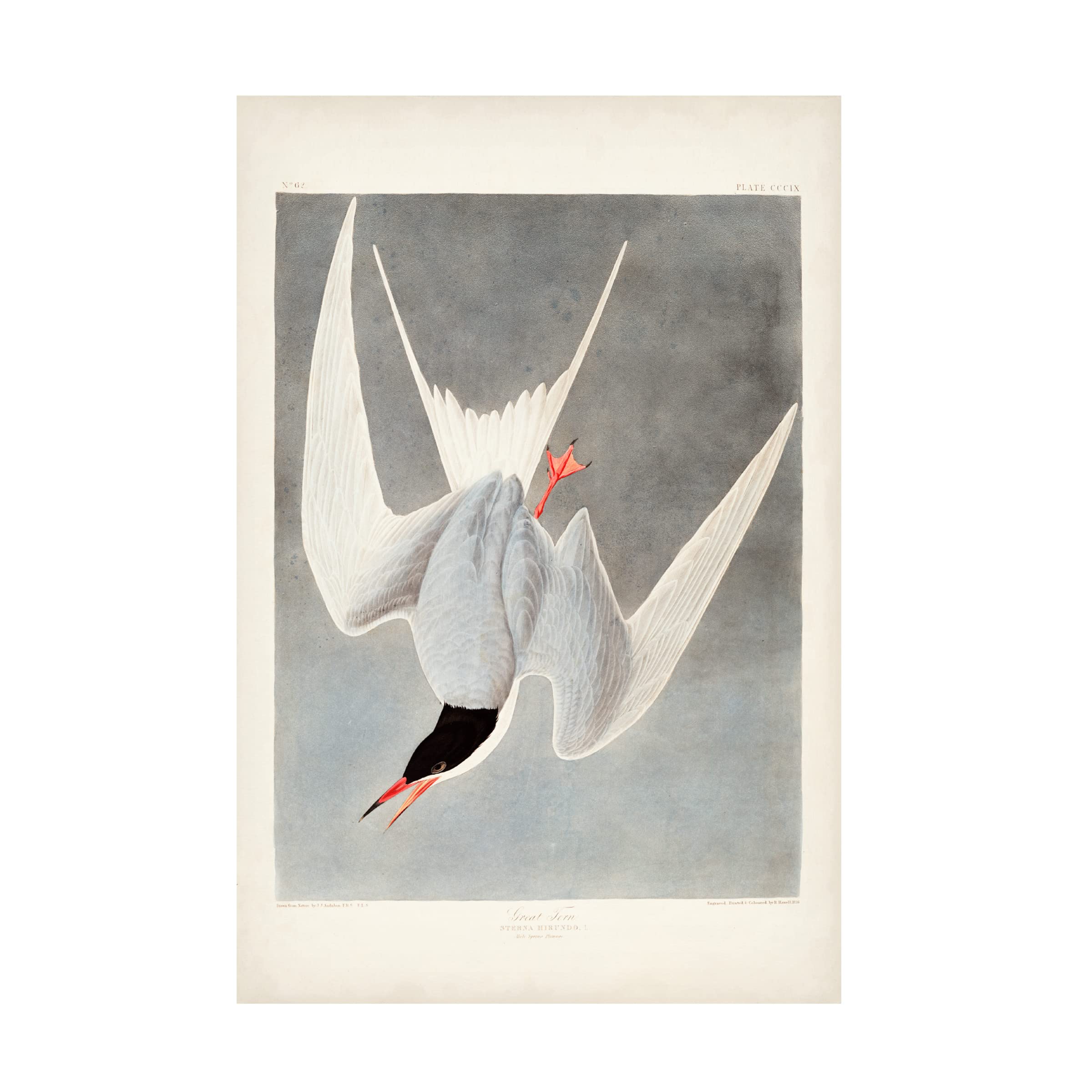 John James Audubon 'Great Tern' Canvas Wall Art Print - 30x47 Inches - Premium Wildlife Bird Painting for Living Room, Bedroom & Office Decor