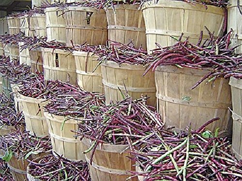 Mississippi Purple Southern Peas Seeds (100 Count) - Great Flavor, Shelling Peas for Home Gardening & Southern Cooking