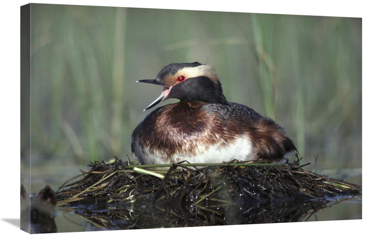 20 x 30 Inch Horned Grebe Parent Calling While Incubating Eggs on Floating Nest - North America Wildlife Art Print by Tim Fitzharris | Perfect for Nature Lovers, Home Decor & Office Wall Art