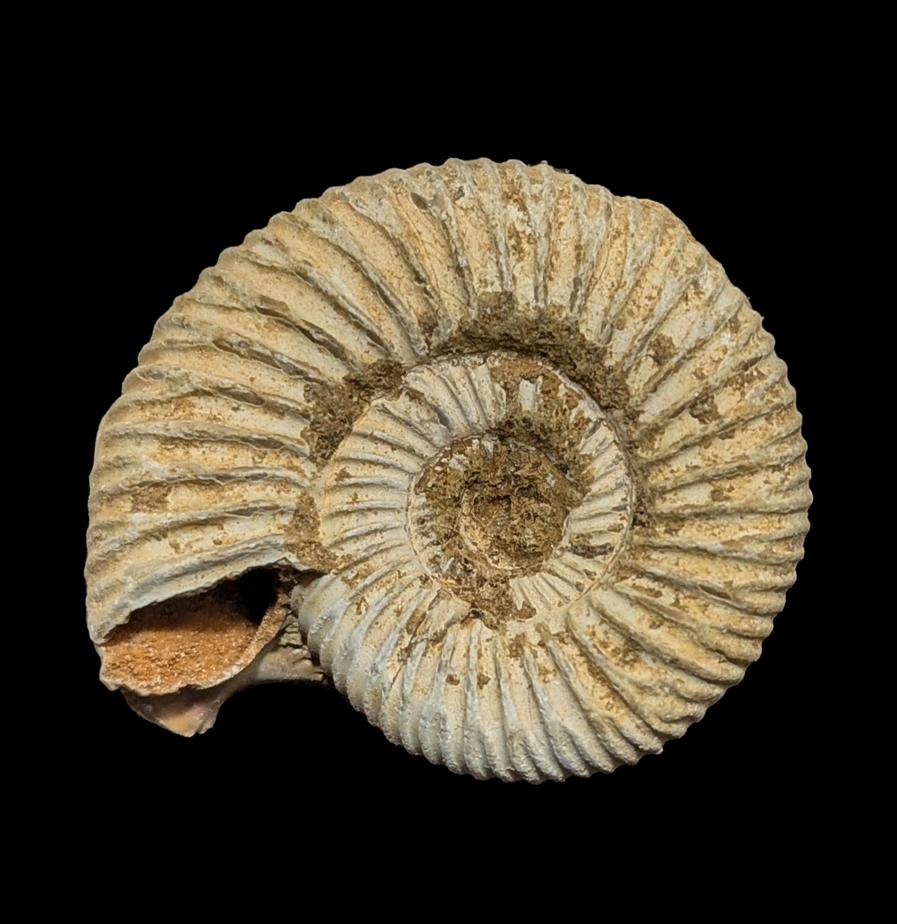 White Ammonite Perisphinctes Fossil - Natural Stone Specimen for Home Decor, Meditation & Crystal Healing | Perfect for Geology Collectors & Spiritual Practitioners