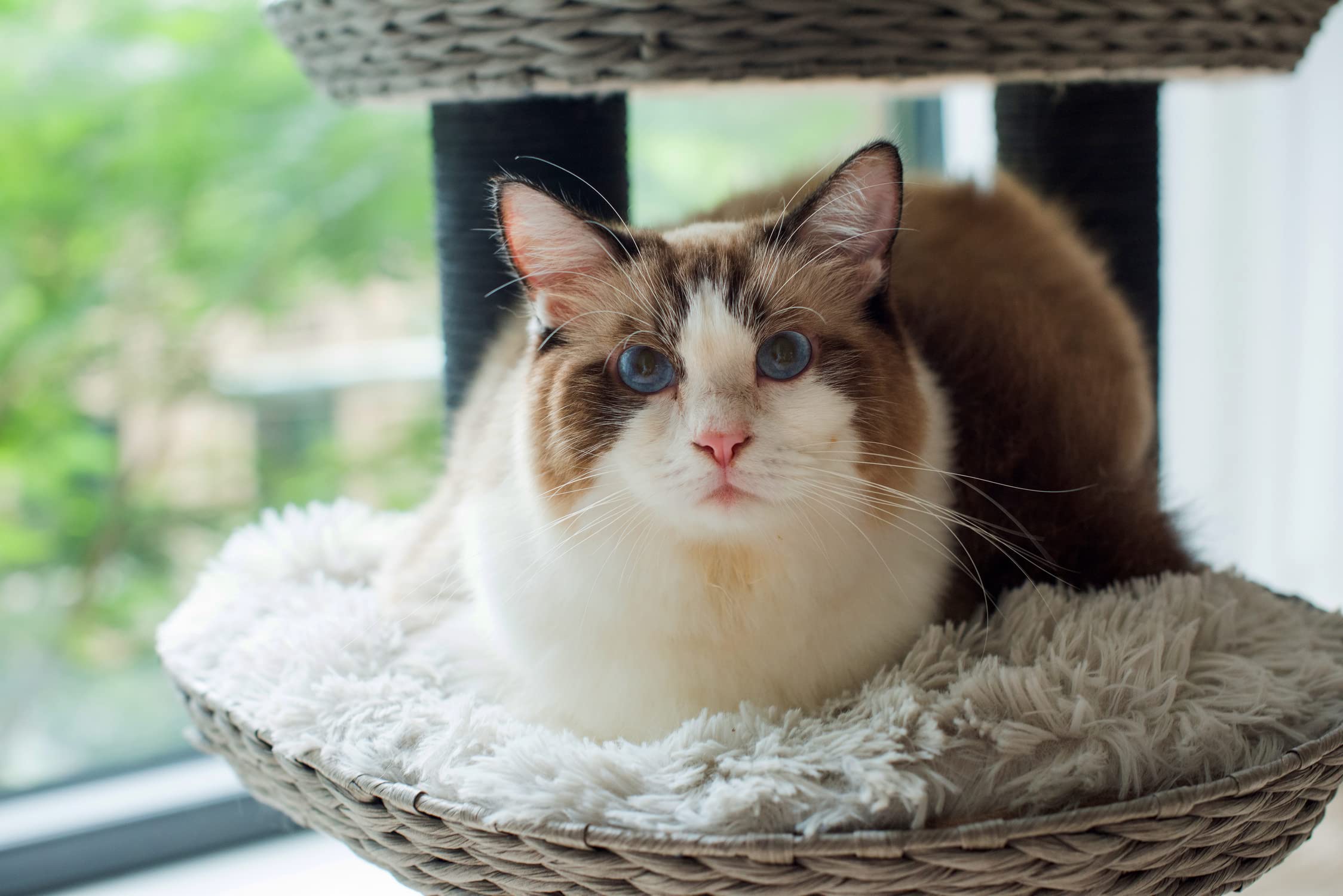 Petpals 4-Level Cat Tree with Scratching Post & Perch - Sturdy Iron Grey Cat Tower for Indoor Cats (PP210328) | Perfect for Small Spaces, Playtime & Nap Time