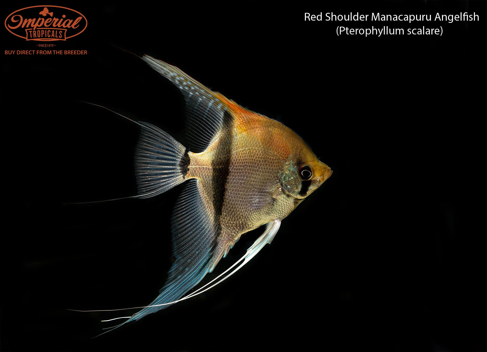Premium Red Shoulder Manacapuru Angelfish - Exotic Freshwater Aquarium Fish for Home & Office Tanks - Perfect for Aquascaping & Community Aquariums