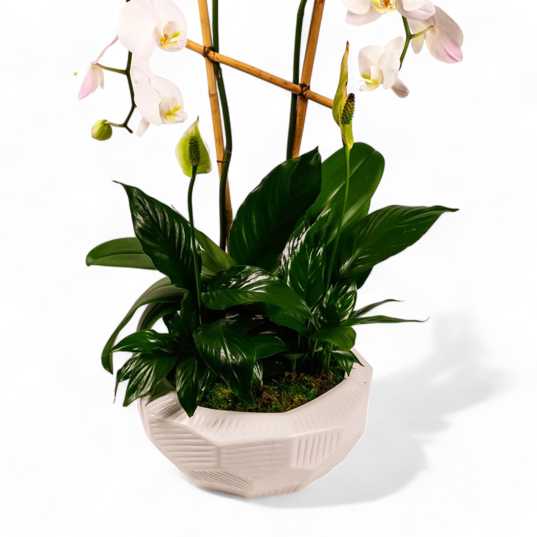 Peaceful Orchid Planting Kit - Complete Orchid Growing Set for Home & Office Decor | Perfect for Indoor Gardening, Gifts, and Relaxation
