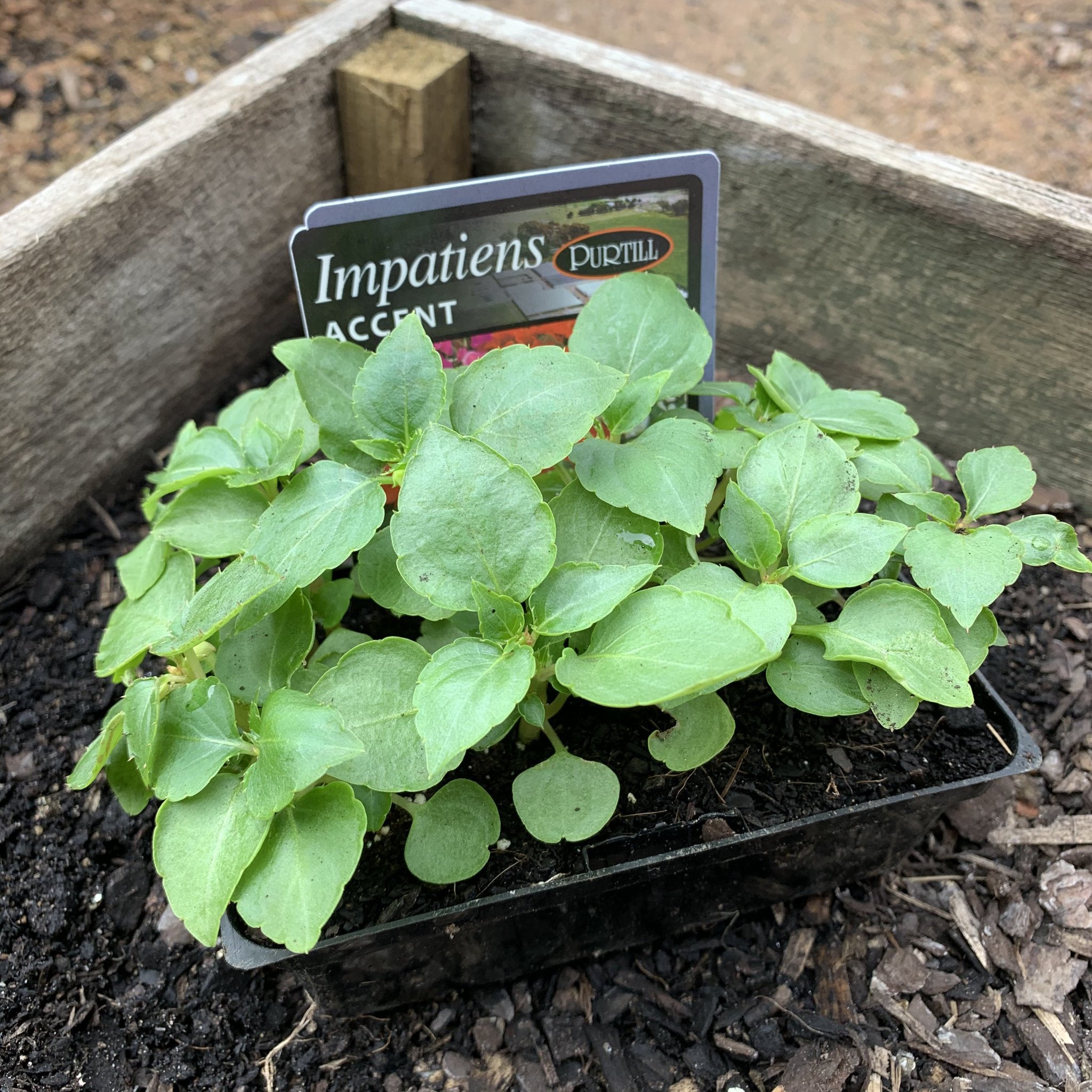 Impatiens 'Accent' - Colorful Annual Flowers for Shade Gardens, Patios & Window Boxes | Perfect for Landscaping & Container Gardening