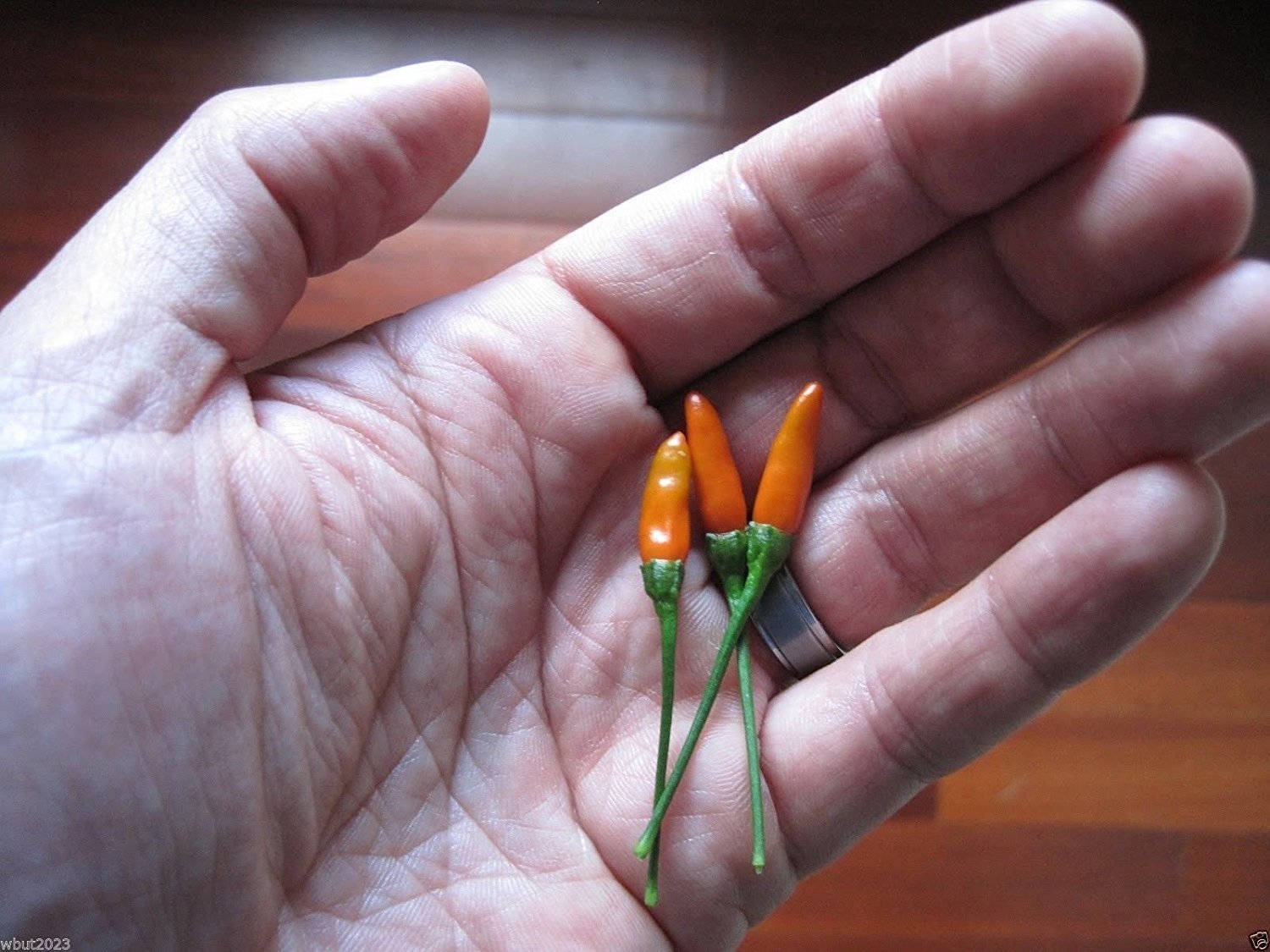 10 Seeds - Siling Labuyo Filipino Bird's Eye Chili Pepper, Super Hot & Rare Heirloom Variety for Cooking, Sauces, and Spicy Dishes
