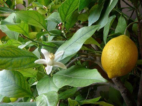 30+ Non-GMO Lemon Tree Seeds for Planting - Organic Pesticide-Free Citrus Fruit Tree - Perfect for Home Garden, Backyard Orchard & DIY Gardening Projects