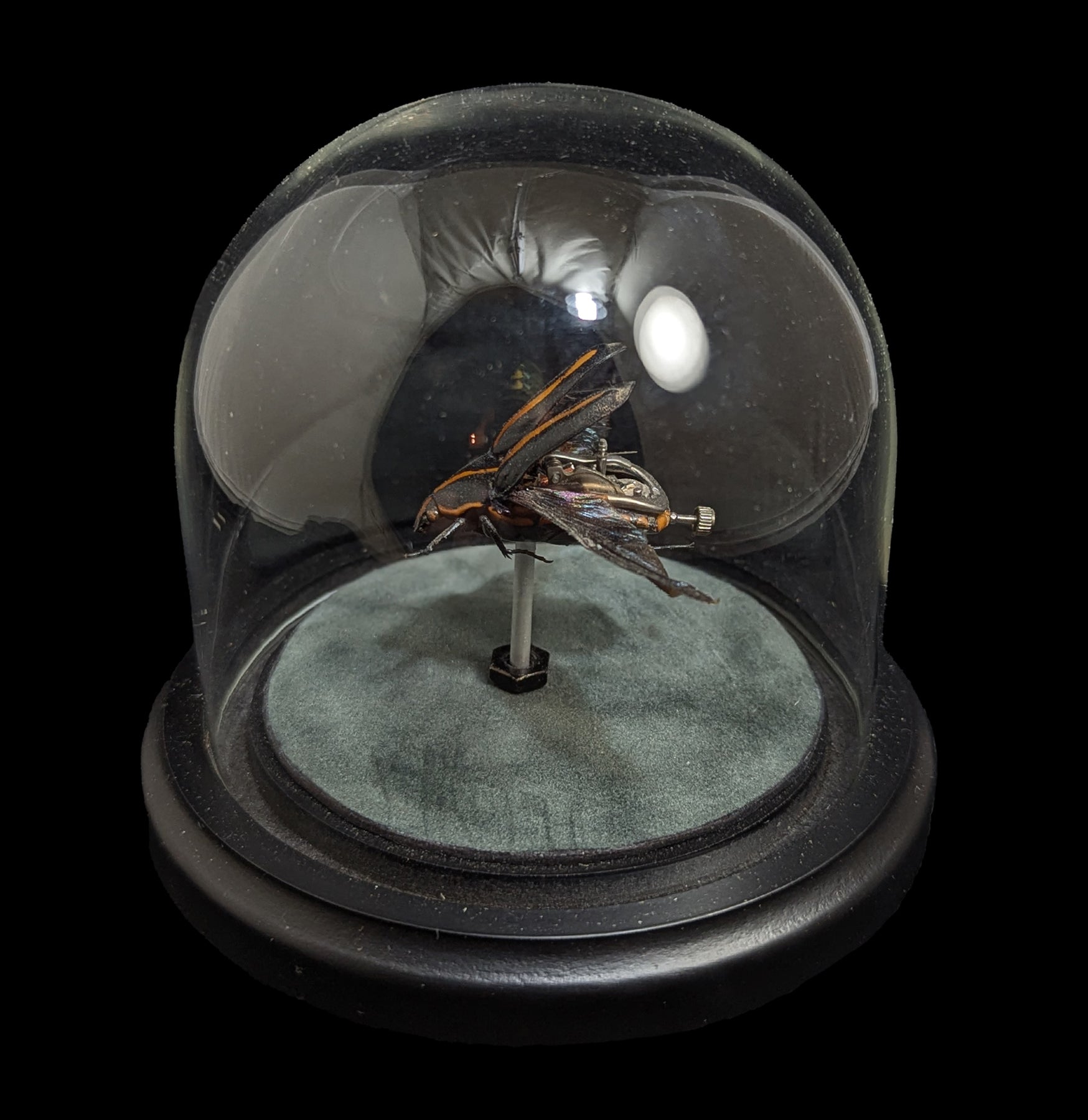 Clockwork Cetonidae: Clerota Rigifica - Premium Mechanical Insect Model for Collectors & Science Enthusiasts | Perfect for Home Decor, Educational Displays & Unique Gifts