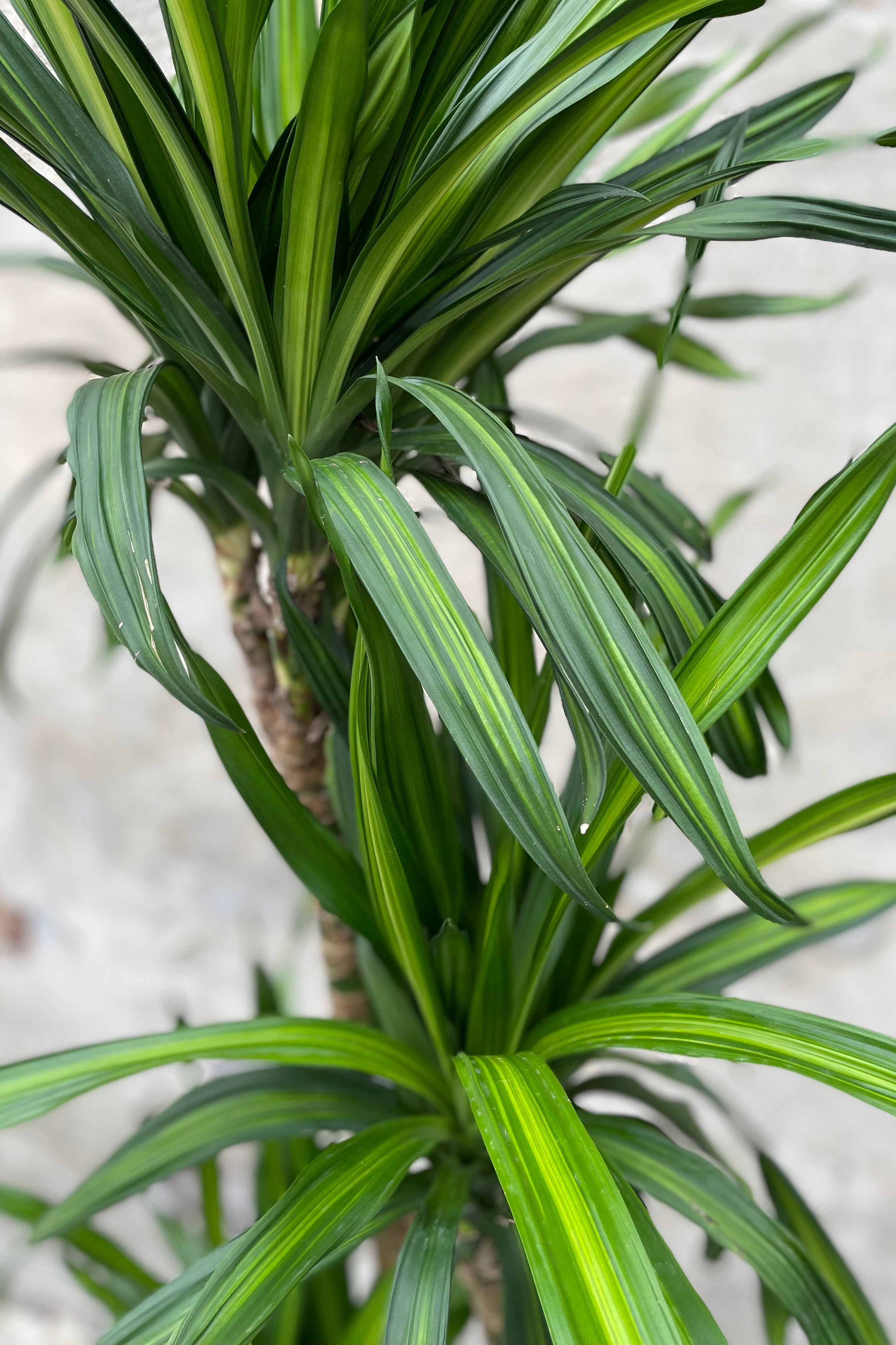 Dracaena deremensis 'Rikki' 10 Cane - Premium Indoor House Plant for Home & Office Decor, Air Purifying, Low Maintenance - Perfect for Living Room, Bedroom, or Workspace
