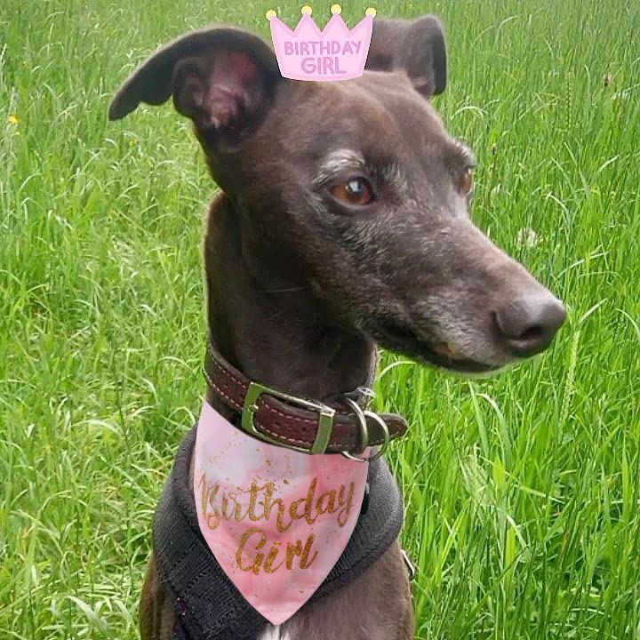 Dog Birthday Bandana for Small & Medium Dogs - Cute Pet Party Accessory - Perfect for Birthday Celebrations & Special Occasions