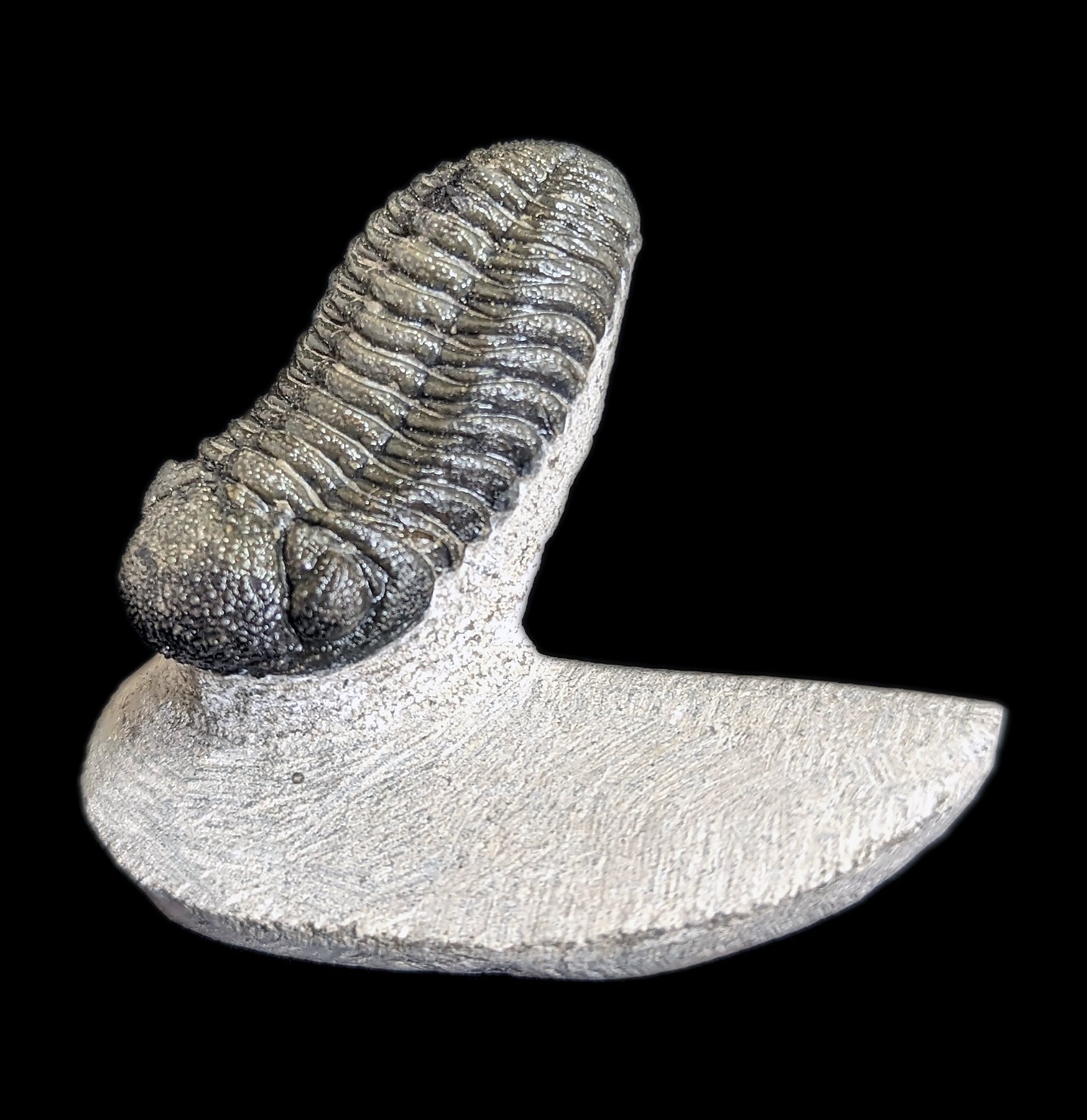 Eldredgeops Rana Trilobite Fossil in Matrix - Authentic Devonian Era Fossil Specimen for Collectors & Home Decor | Perfect for Science Enthusiasts & Unique Gift Ideas