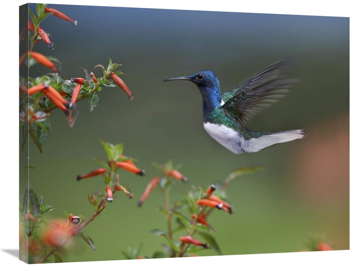 24 x 32 Inch White-Necked Jacobin Hummingbird Male Foraging Art Print - Costa Rica Wildlife Photography by Tim Fitzharris - Perfect for Home Decor, Office Wall Art & Nature Lover Gifts