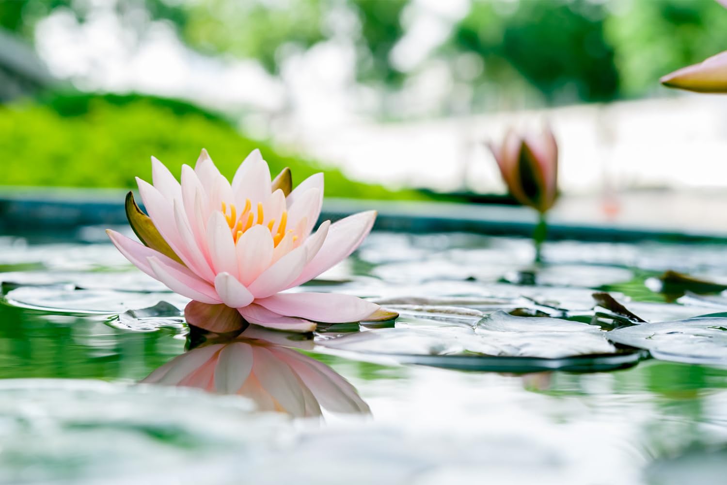 60 Pcs Mixed Bonsai Bowl Lotus Seeds & Water Lily Seeds for Planting - Non-GMO Fresh Aquatic Garden Seeds for Ponds, Water Features & Indoor Water Gardens