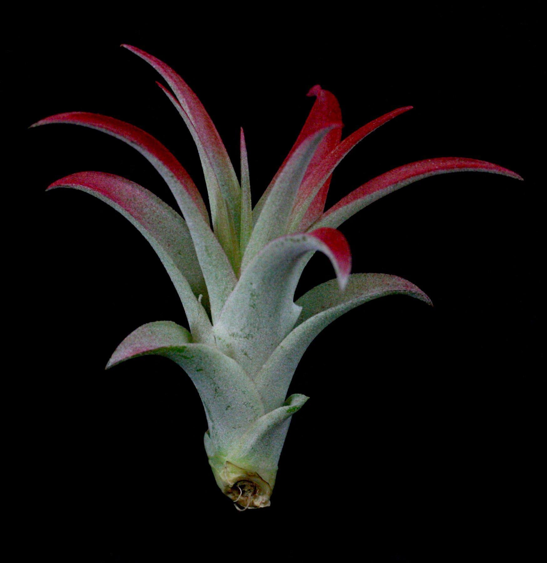 Tillandsia Brachycaulos Air Plant - Easy Care Indoor Houseplant for Home, Office, and Terrarium Decor