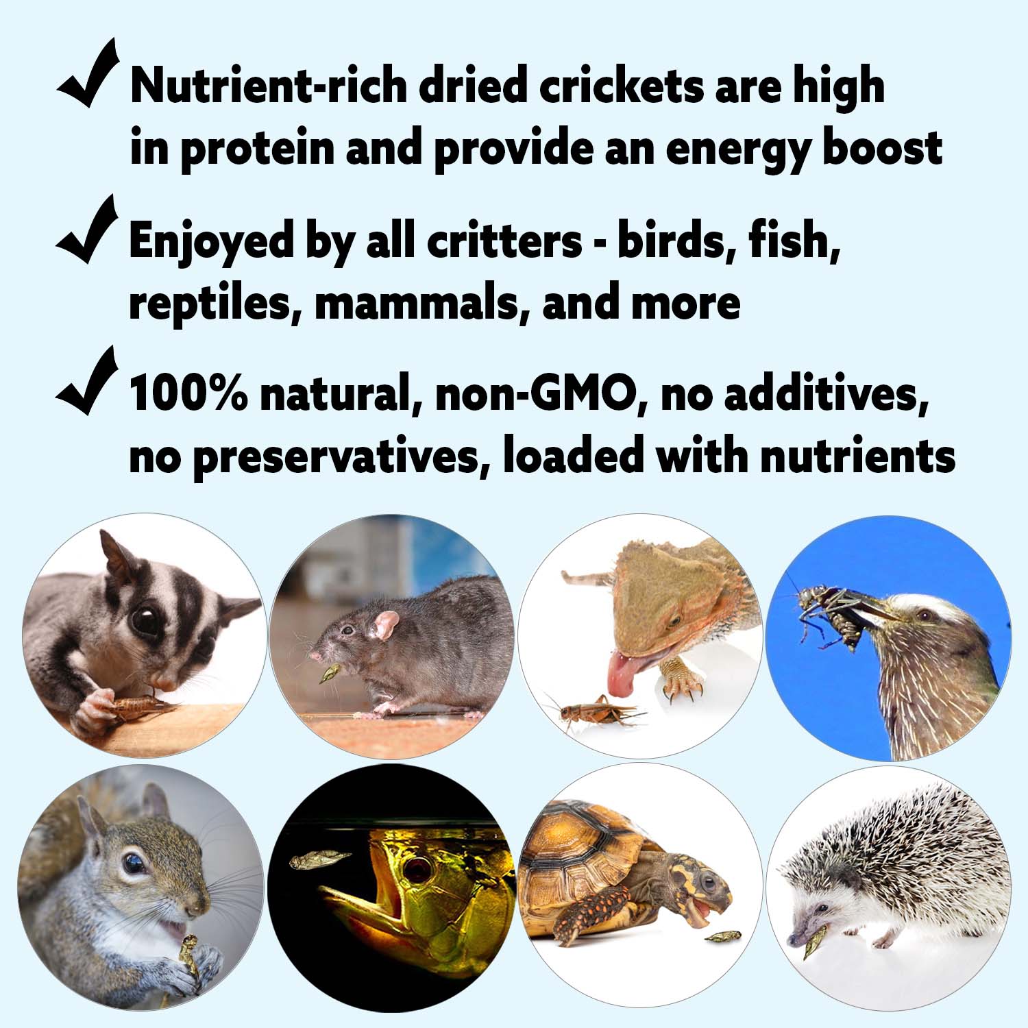 Organic Dried Crickets 8 oz - High Protein Cricket Snacks for Reptiles, Birds & Human Consumption - Perfect for Pet Food, Survival Kits & Healthy Snacking