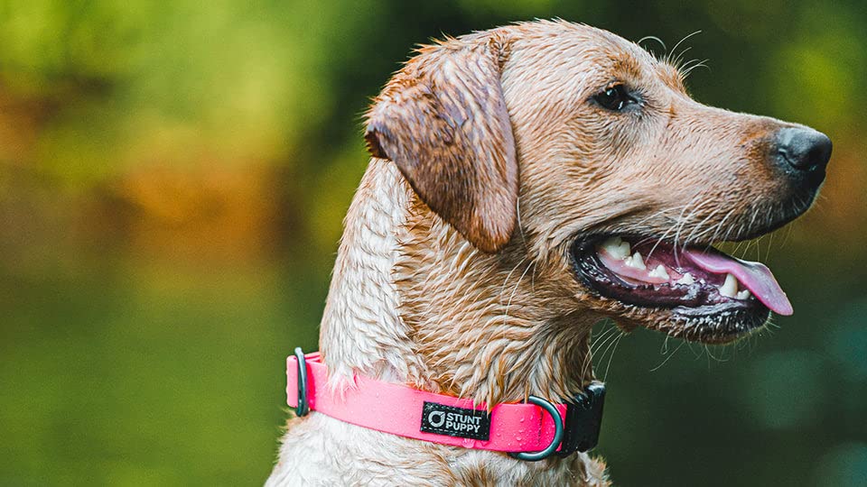 Teal Small Dry Collar for Dogs - Waterproof & Comfortable Pet Neck Protector for Bathing, Grooming, and Outdoor Adventures