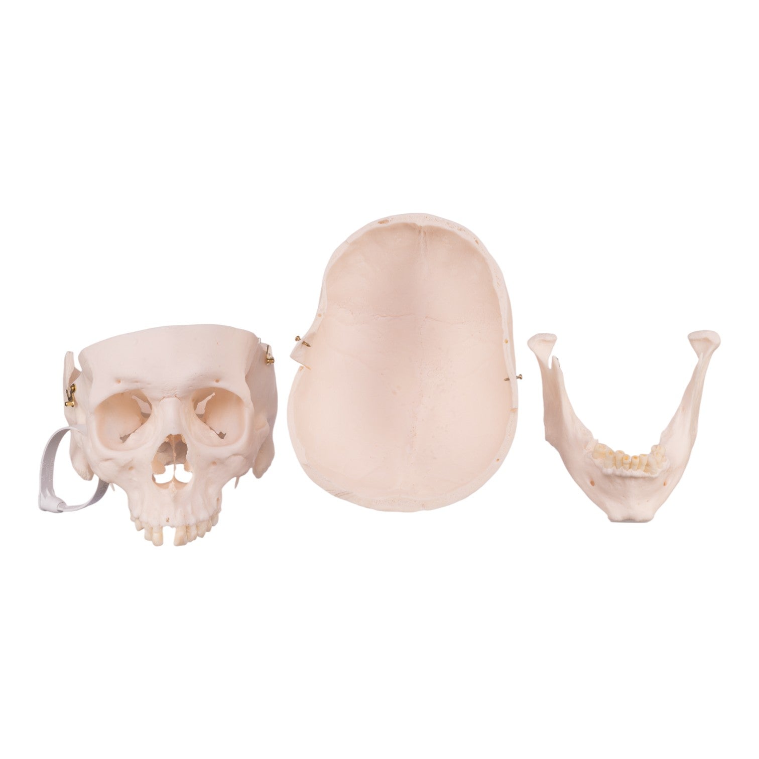 Premium Anatomical Human Skull Model - Accurate Medical & Educational Replica for Students, Doctors & Collectors | Perfect for Classroom Study, Halloween Decor & Scientific Research