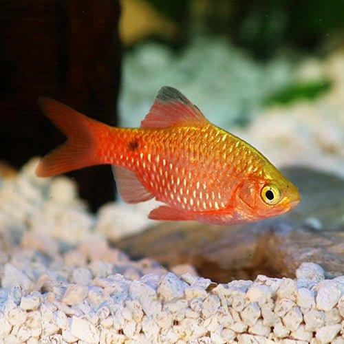 Rosy Barb Fish (Pethia conchonius) - Vibrant Freshwater Aquarium Fish for Community Tanks & Planted Aquariums