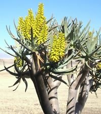 Rare Aloe Dichotoma (Quiver Tree) Exotic Succulent Plant Seeds - Pack of 10 Desert Hardy Seeds for Xeriscaping, Drought-Tolerant Gardens & Unique Home Decor