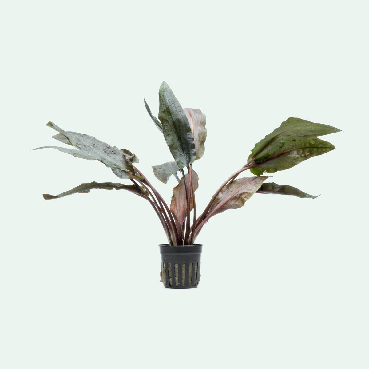 Cryptocoryne Hudoroi Live Aquarium Plant - Easy Care Aquatic Plant for Fish Tanks & Aquascaping | Perfect for Freshwater Aquariums, Shrimp Tanks & Planted Tanks