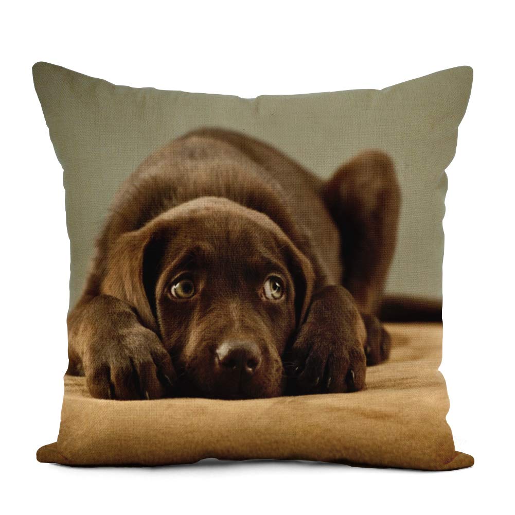 20x20 Inch Chocolate Labrador Puppy Throw Pillow Cover - Adorable Dog Decor Cushion Case for Sofa, Couch & Bed - Perfect for Living Room, Nursery & Pet Lover Gifts
