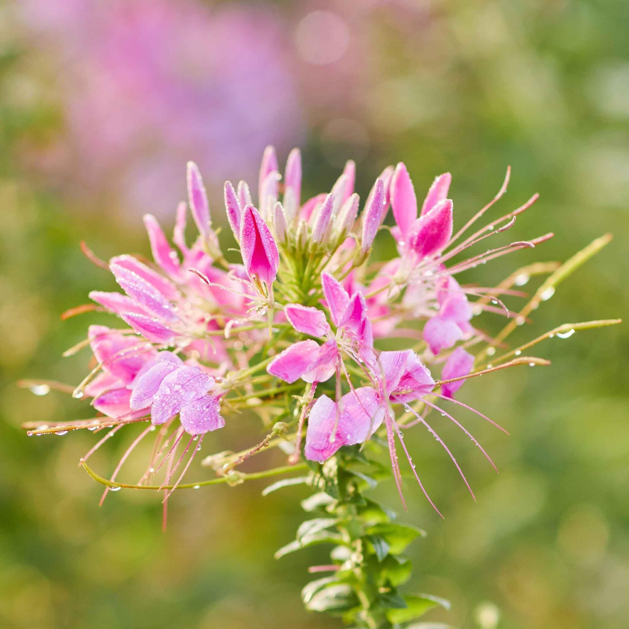 Eden Brothers Cleome Seeds - Cherry Queen Flower Seeds for Planting | Vibrant Pink Blooms, Attracts Pollinators | Perfect for Garden Beds, Borders & Cut Flower Arrangements