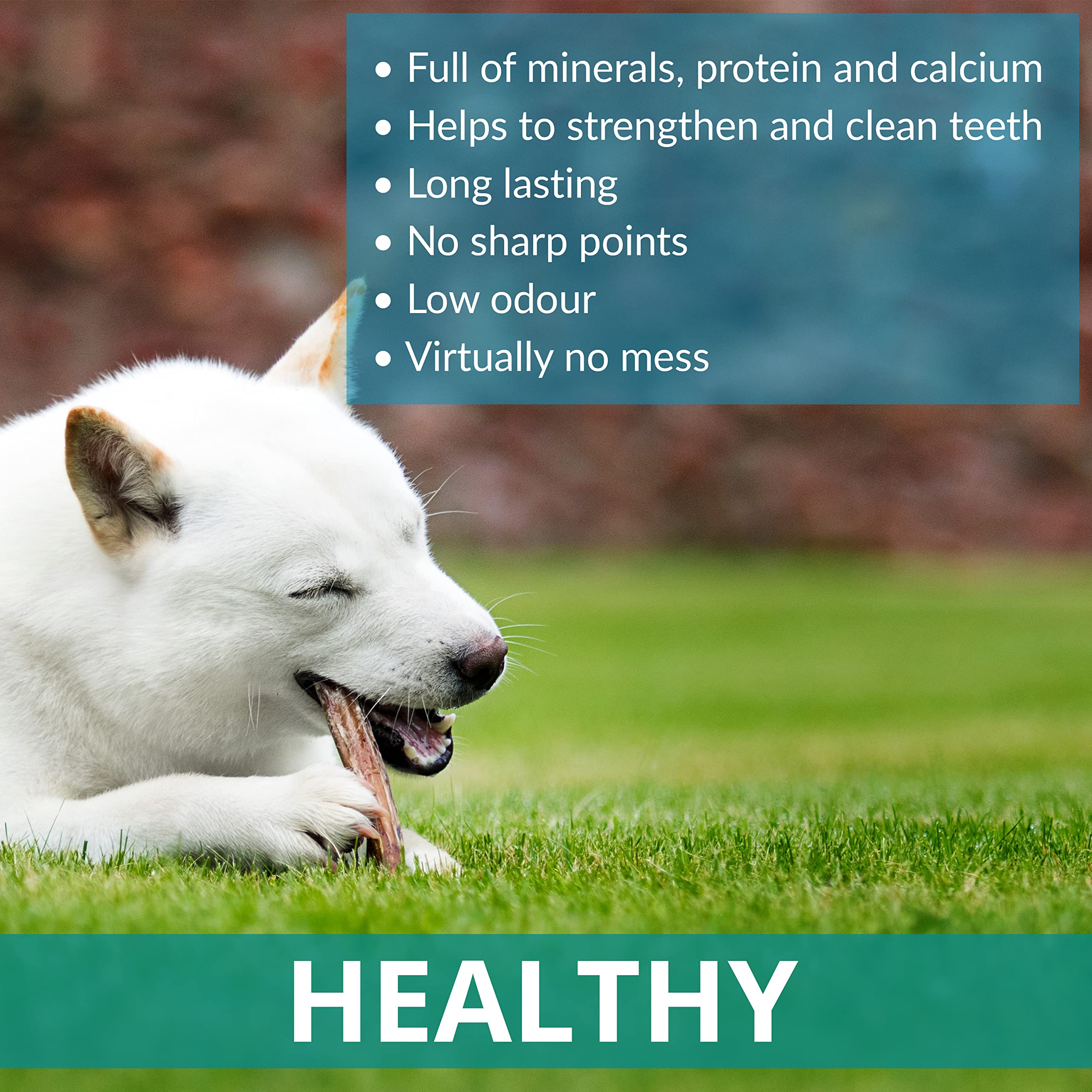 **Premium Naturally Shed Deer Antlers for Dogs – Medium Size, Sustainable & Safe Dog Chew Toy – Long-Lasting Dog Treat for Aggressive Chewers – Ideal for Teething, Dental Health & Boredom Relief**