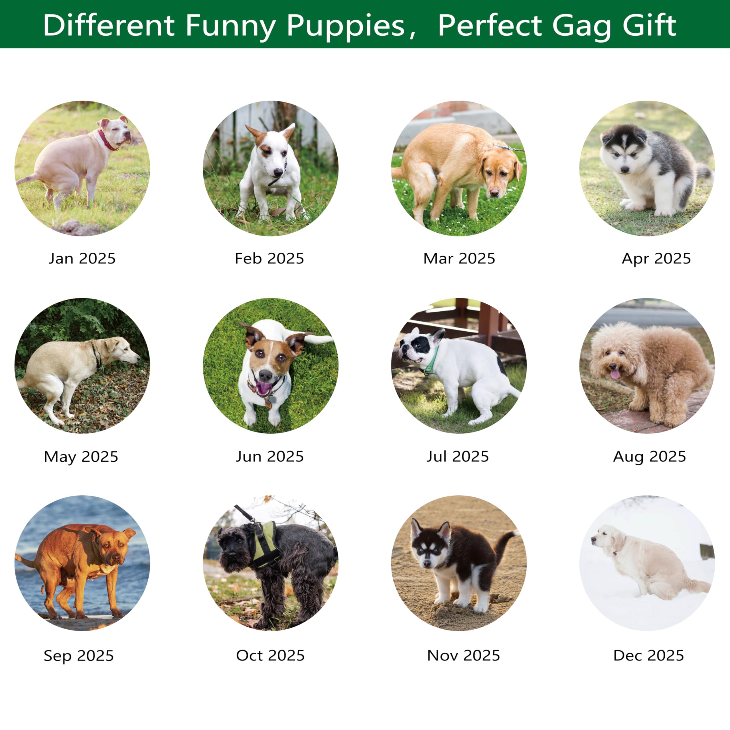 2025 Funny Pooping Dogs Wall Calendar - 11x17 Inch Jan-Dec Gag Gift for White Elephant, Office Humor & Dog Lovers - Perfect for Home, Office Decor & Unique Gift Giving