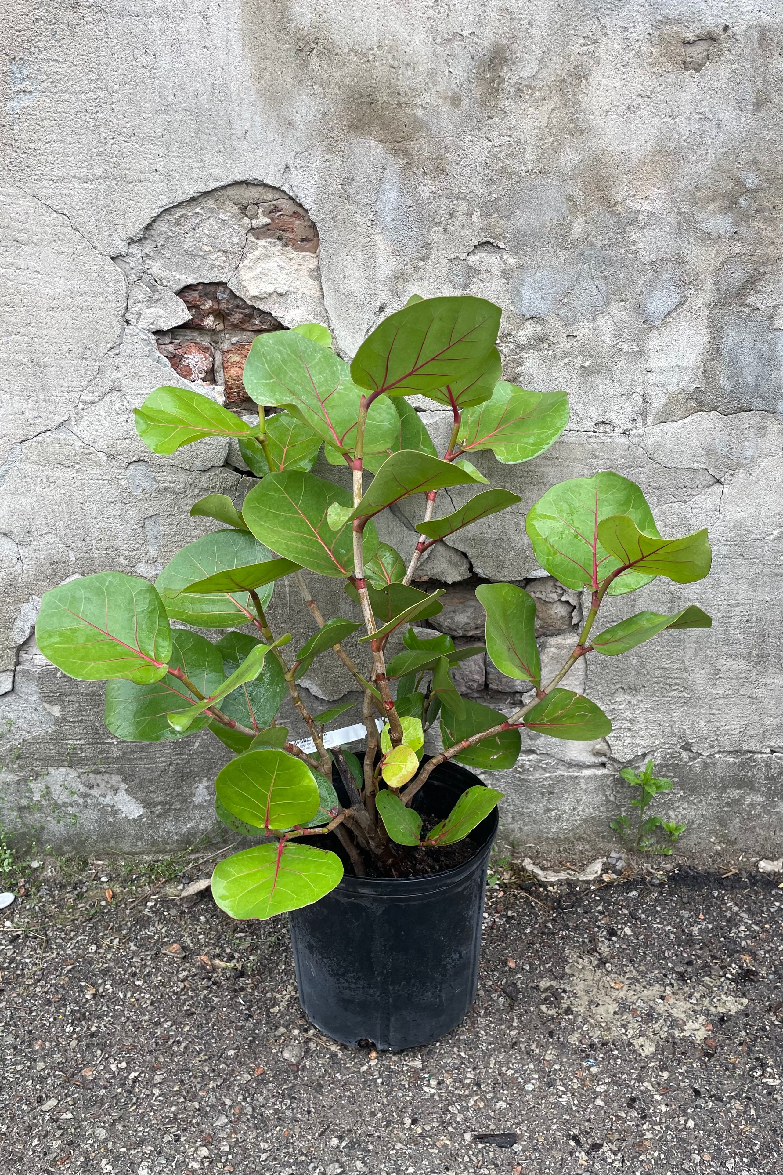 10 Coccoloba Uvifera Sea Grape Plants - Tropical Fruit Tree for Coastal Landscaping & Beachfront Gardens