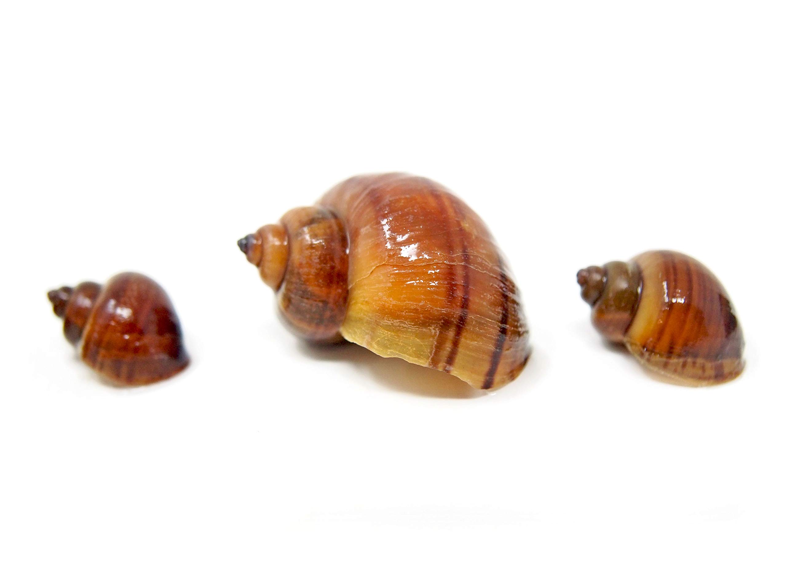 30 Live Albino Mystery Snails for Freshwater Aquariums | Biofilm Eater & Tank Cleaner | Nano Fish Tank Pets | Glass Cleaning Snails | Aquarium Decorations for Home & Office Use