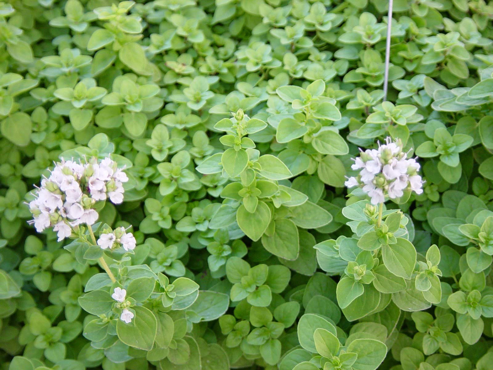 Sweet Marjoram Seeds 500 Count - Organic Herb Seeds for Home Gardening, Cooking & Sprouting | COOL BEANS N SPROUTS Brand | Perfect for Indoor Herb Gardens, Culinary Use & Fresh Salads