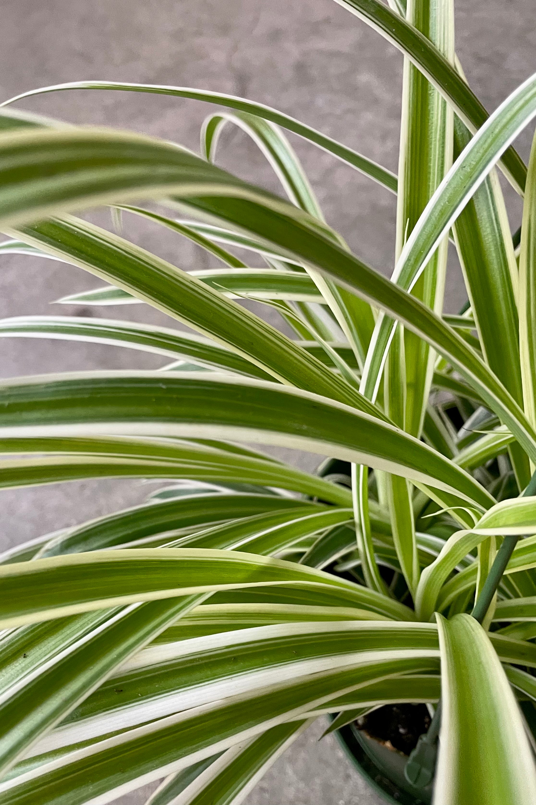 Variegated Spider Plant (Chlorophytum comosum 'Variegatum') - 6