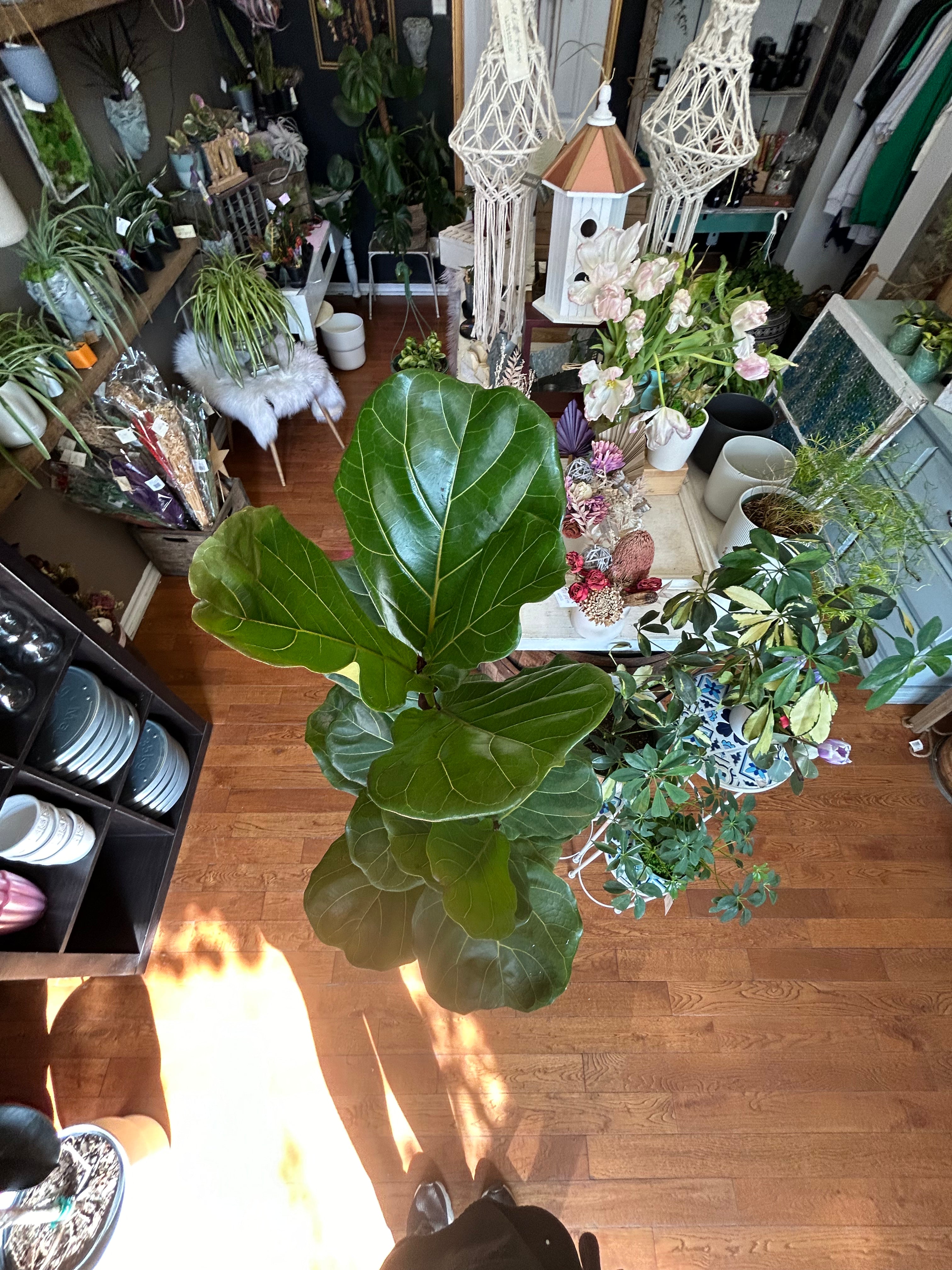 Fiddle Leaf Fig Tree - Ficus Lyrata Indoor Plant for Home Decor, Office & Living Room - Large Potted Houseplant for Modern Spaces