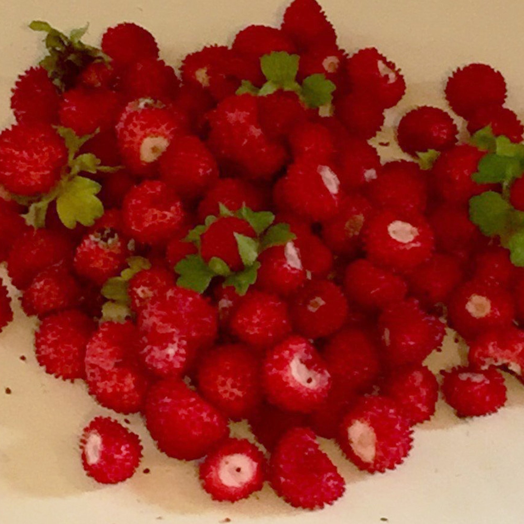 Woodland Wild Strawberry Seeds (Fragaria vesca) - 100 Count Packet for Home Gardening, Organic Planting - Perfect for Backyard Gardens, Containers & Edible Landscaping