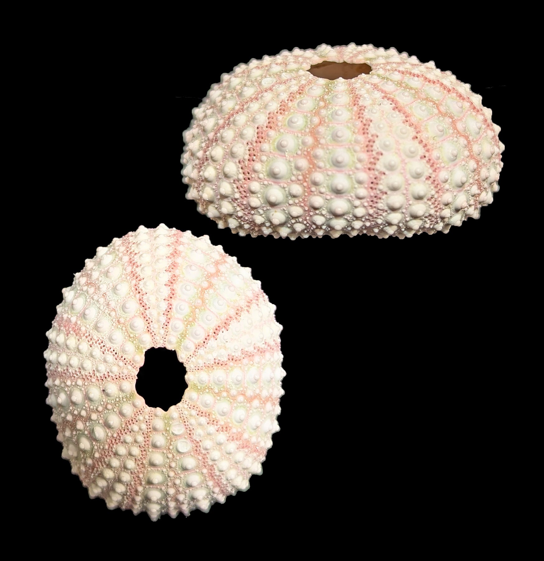 Pink Sea Urchin Decor - Unique Coastal Home Decor for Beach House, Aquarium & Ocean-Themed Room