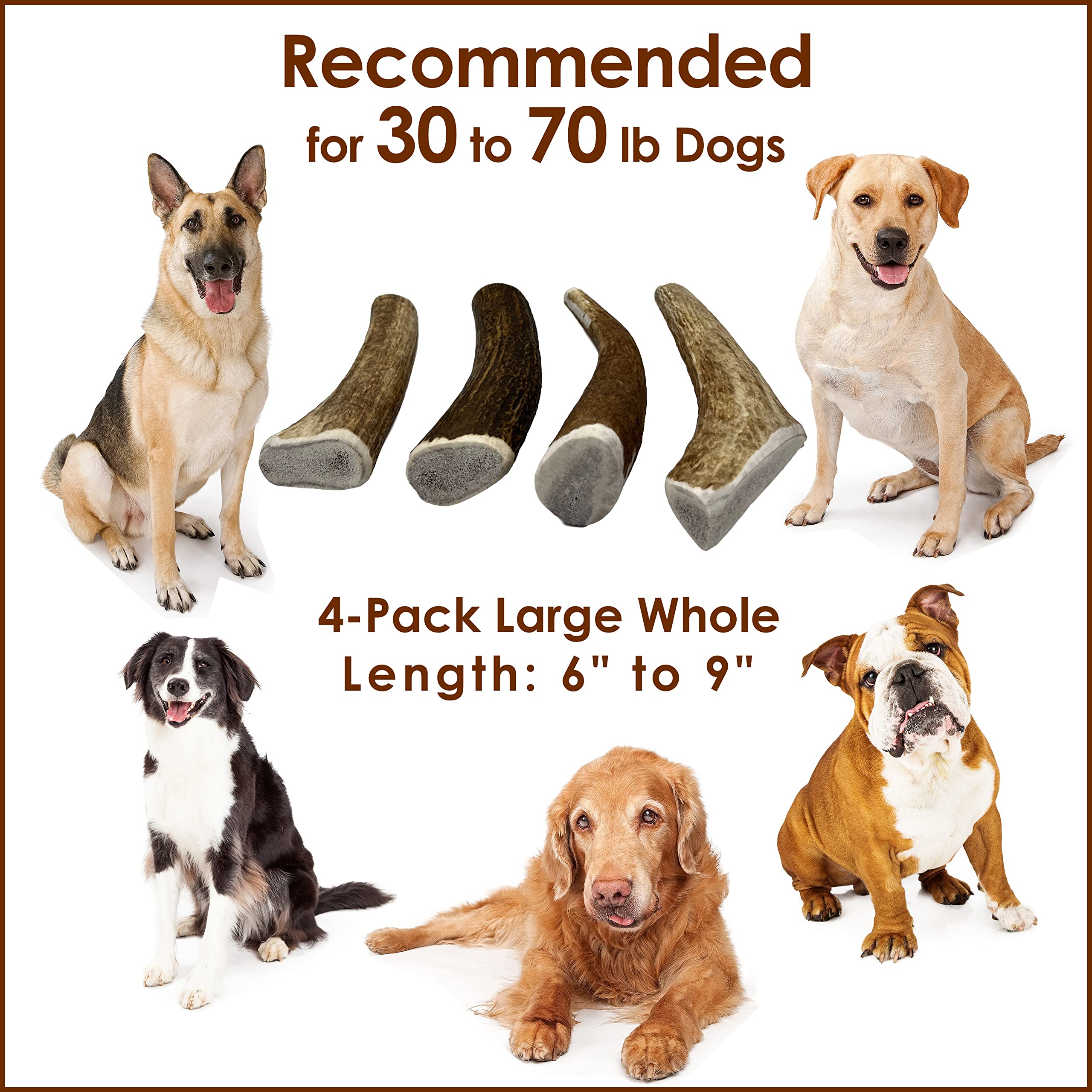 Premium USA-Collected Elk Antler Chews for Dogs - All Natural, A-Grade, Naturally Shed | Large Whole Antlers 4-Pack | Long-Lasting Dental Chews for Aggressive Chewers | Perfect for Teething Puppies & Adult Dogs