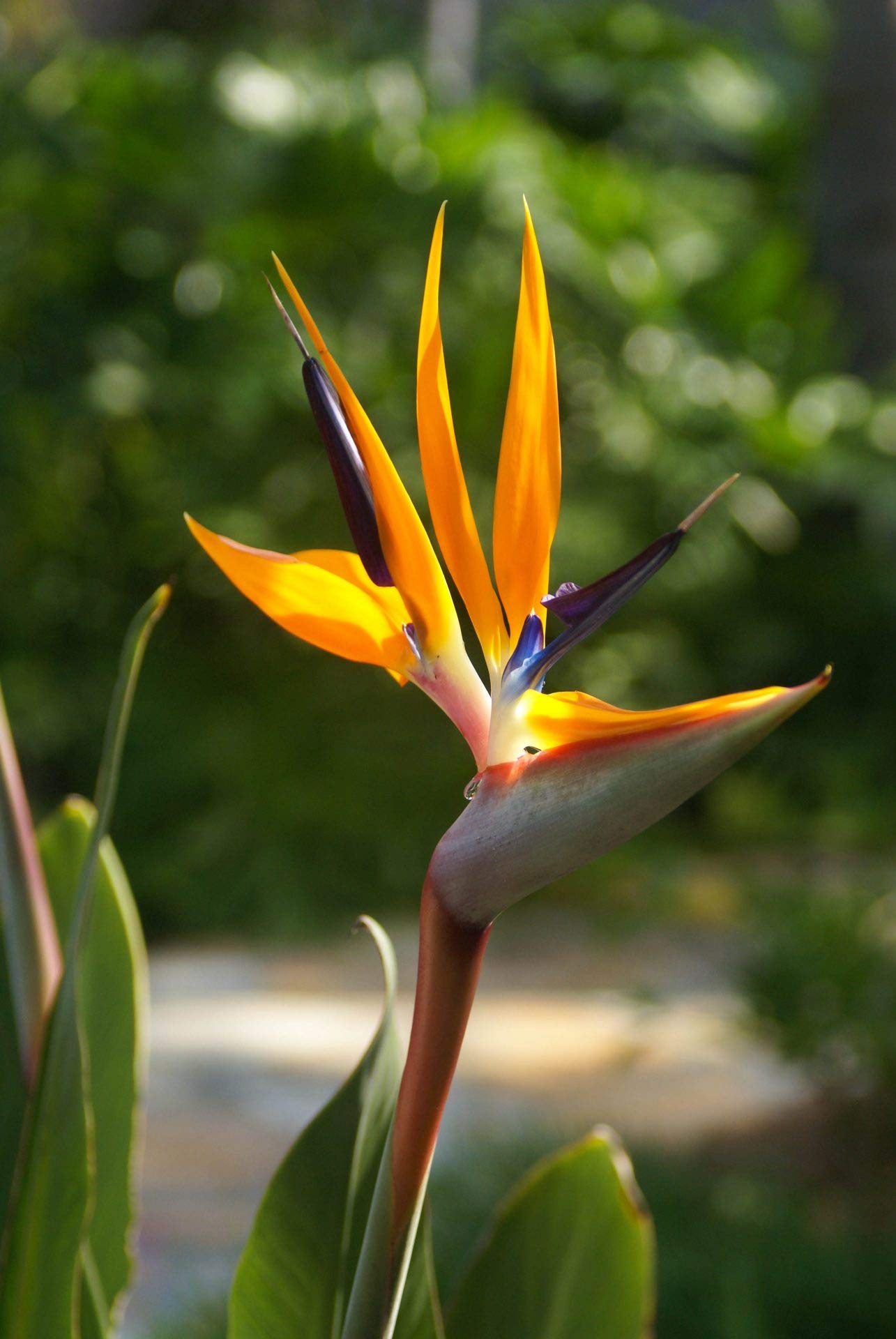 Exotic Strelitzia Reginae Seeds - Bird of Paradise Flower Plants for Indoor & Outdoor Gardening | Tropical Perennial Blooms for Home Decor, Landscaping & Gift Giving