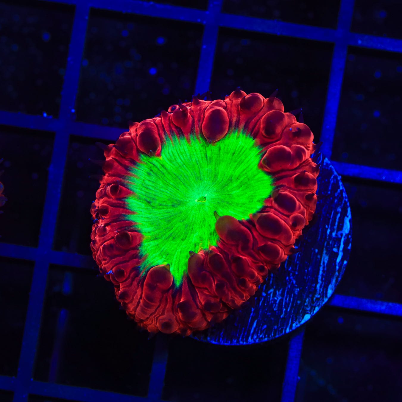 Premium Cherry Melon Blastomussa Coral for Saltwater Aquariums - Vibrant Coral for Reef Tanks & Marine Displays