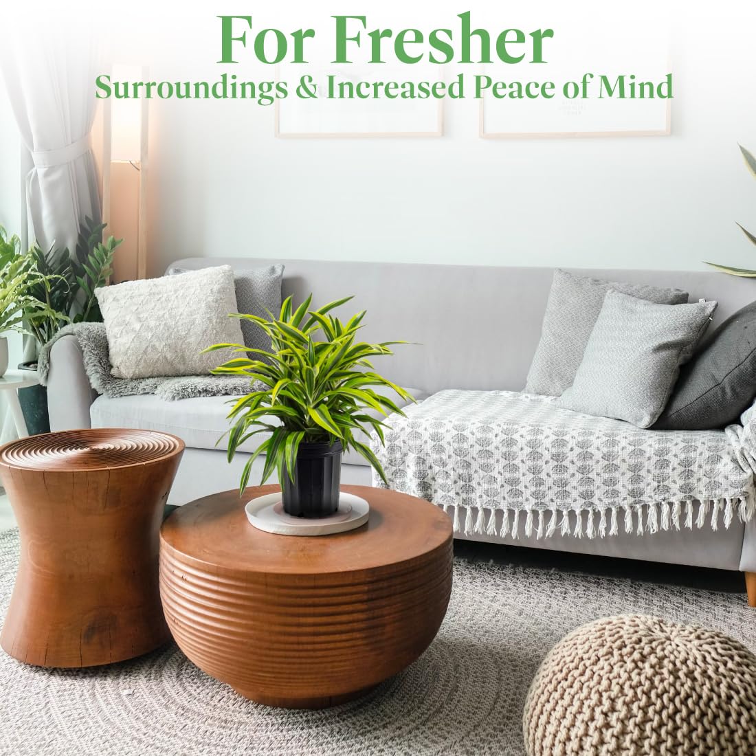 Dracaena Lemon Lime Live Plant - 3 Gallon Indoor/Outdoor Air Purifying Houseplant | Perfect for Home, Office & Garden Decor | American Plant Exchange