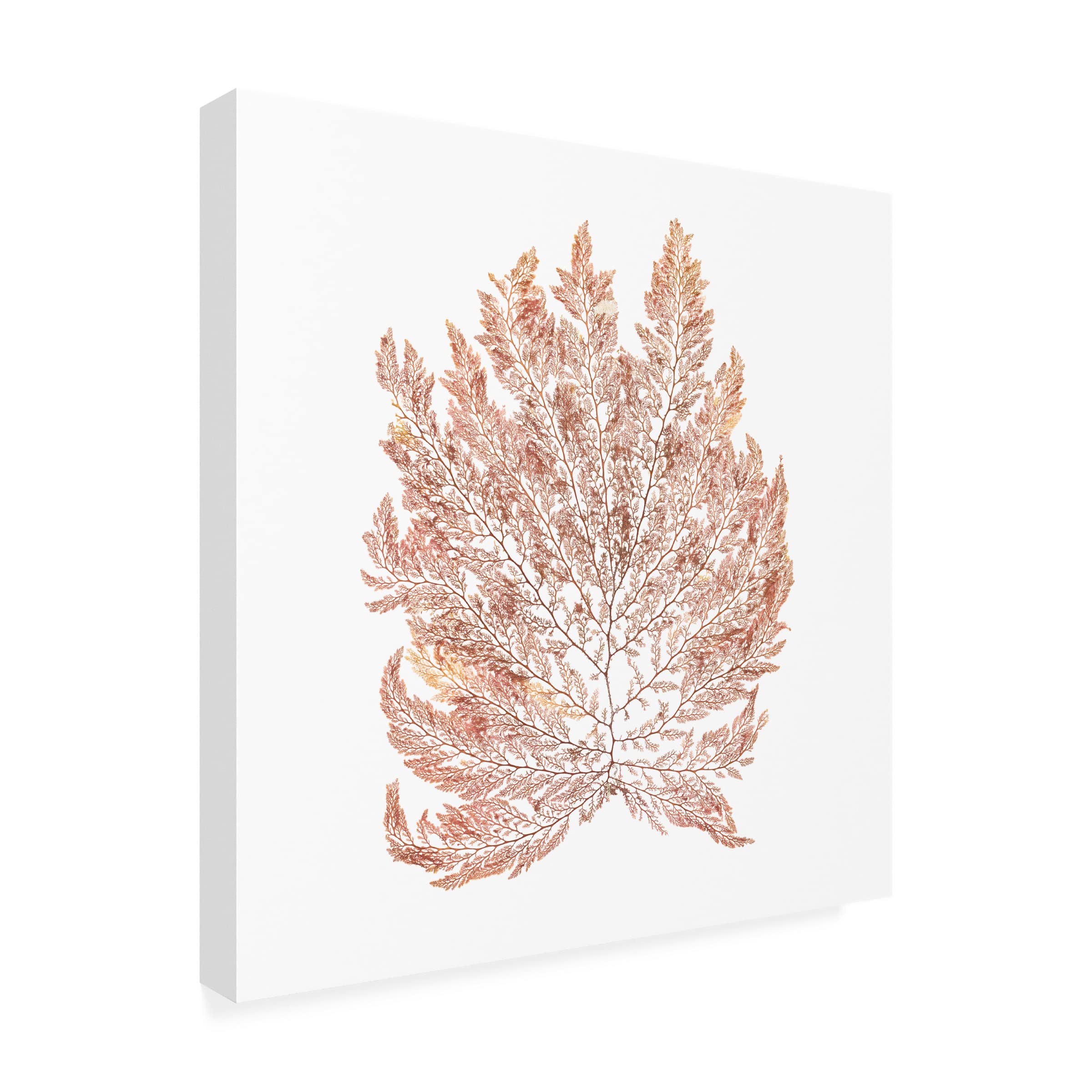 Pacific Sea Mosses I White Square Canvas Art Print by Wild Apple Portfolio - Coastal Home Decor, Beach House Wall Art, Ocean Themed Living Room Decor