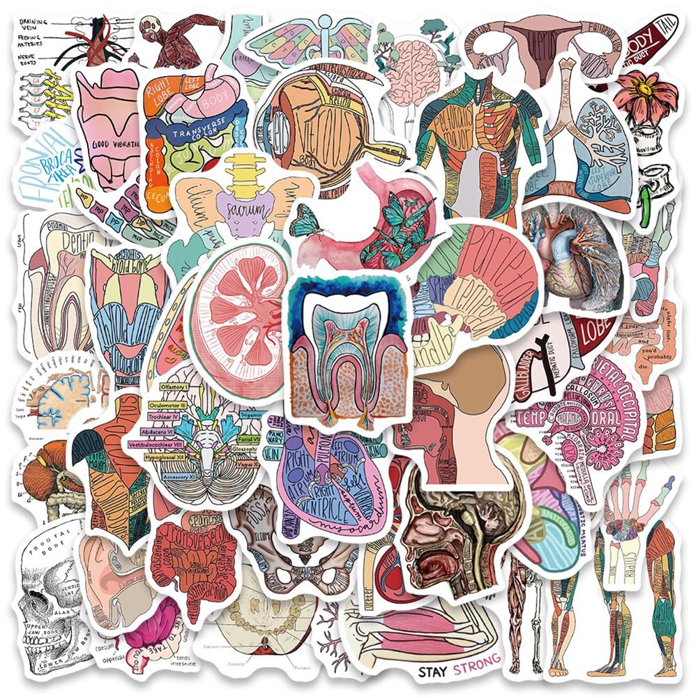 50Pcs Human Body Anatomy Stickers - Waterproof Vinyl Decals for Water Bottles, Laptops, Bikes & More - Perfect for Medical Students, Science Lovers & DIY Decor (Classroom, Home, Office Use)